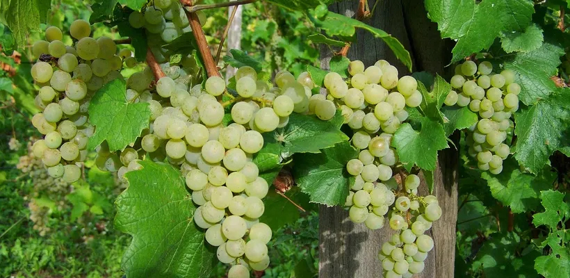 Good morning🍇 deze unieke,high quality …