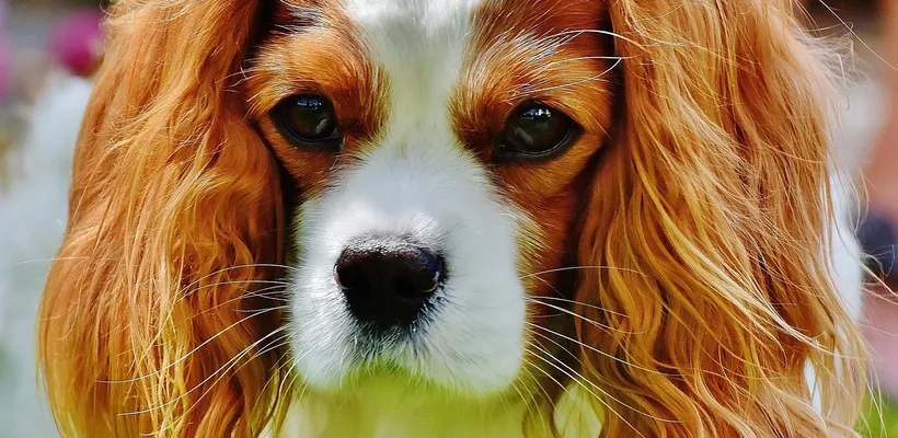 Cavalier schoentjes met en zonder sokje schattig