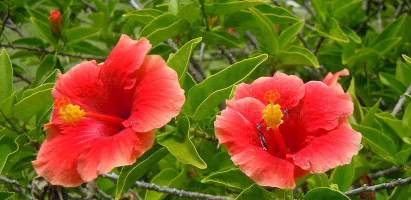 Bermuda’s voor de aller kleinste en de aller …